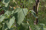 Common sunflower